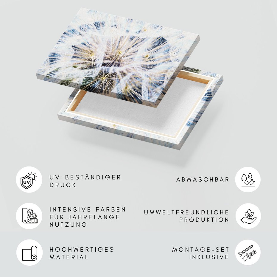 Obraz na płótnie - dandelion, nasiona, dmuchawiec