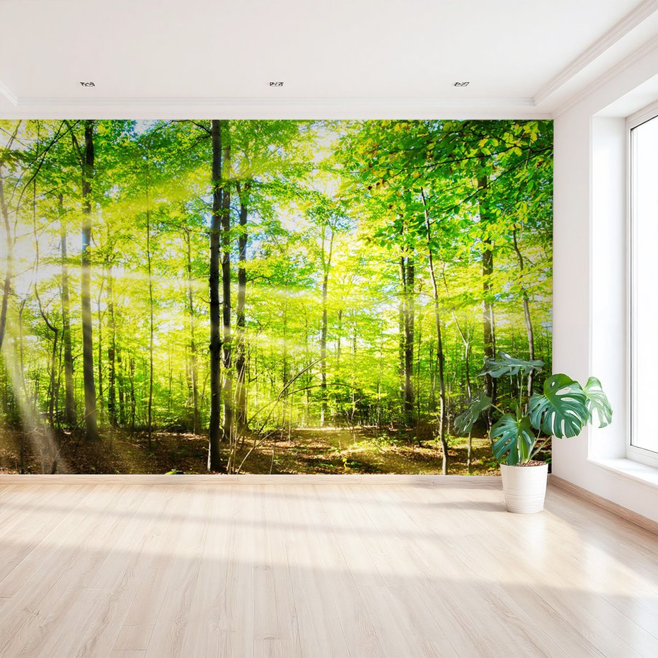 Fototapeta - las, drzewa, światło