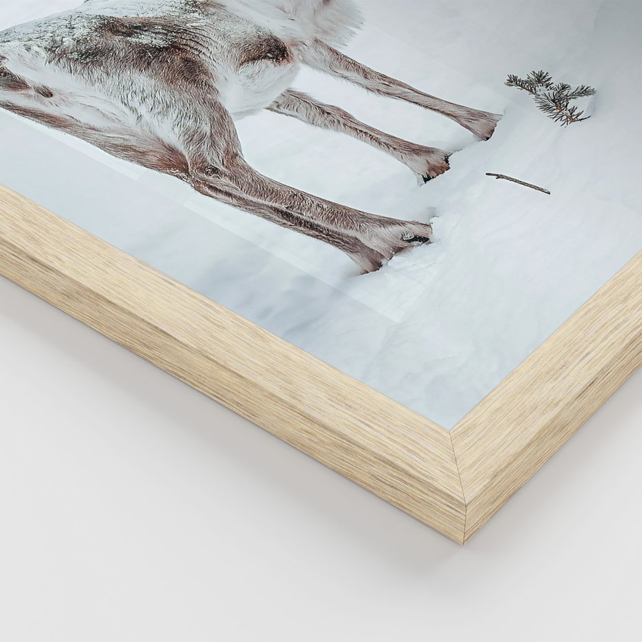 Zestaw obrazy w ramie, plakaty - renifer, śnieg, zima - rama drewno