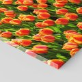 Obraz na płótnie - kwiaty, tulipany, pomarańczowe