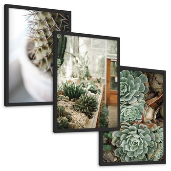 Zestaw obrazy w ramie, plakaty - kaktus, sukulenty, rośliny - rama czarna
