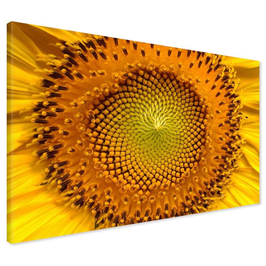 Obraz na płótnie - słonecznik, kwiat, zbliżenie