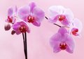 Fototapeta - orchidee, kwiaty, różowy