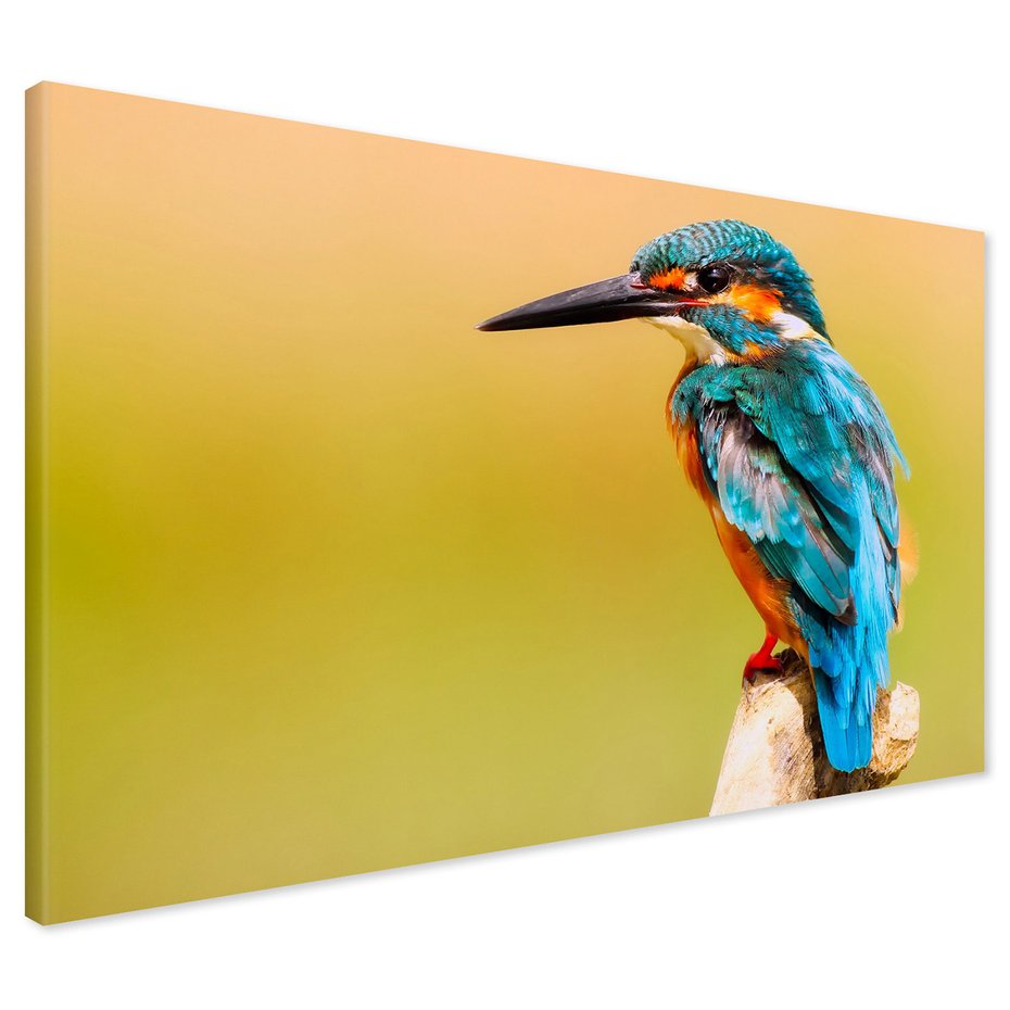 Obraz na płótnie - ptak, zimorodek, natura