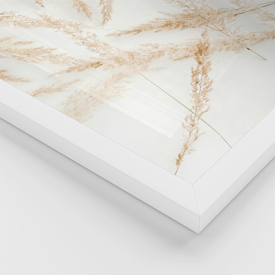 Zestaw obrazy w ramie, plakaty - roślina, suchy, kwiatostan - rama biała