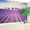 Fototapeta - lawenda, pole, drzewa