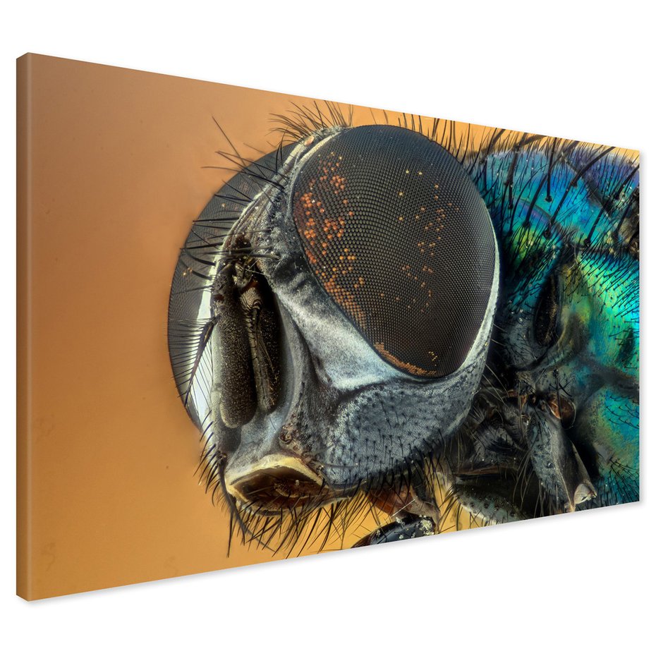 Obraz na płótnie - owad, mucha, makro