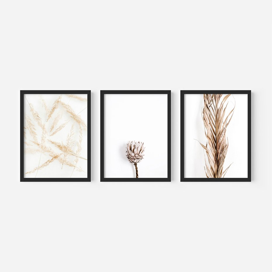 Zestaw obrazy w ramie, plakaty - roślina, suchy, kwiatostan - rama czarna