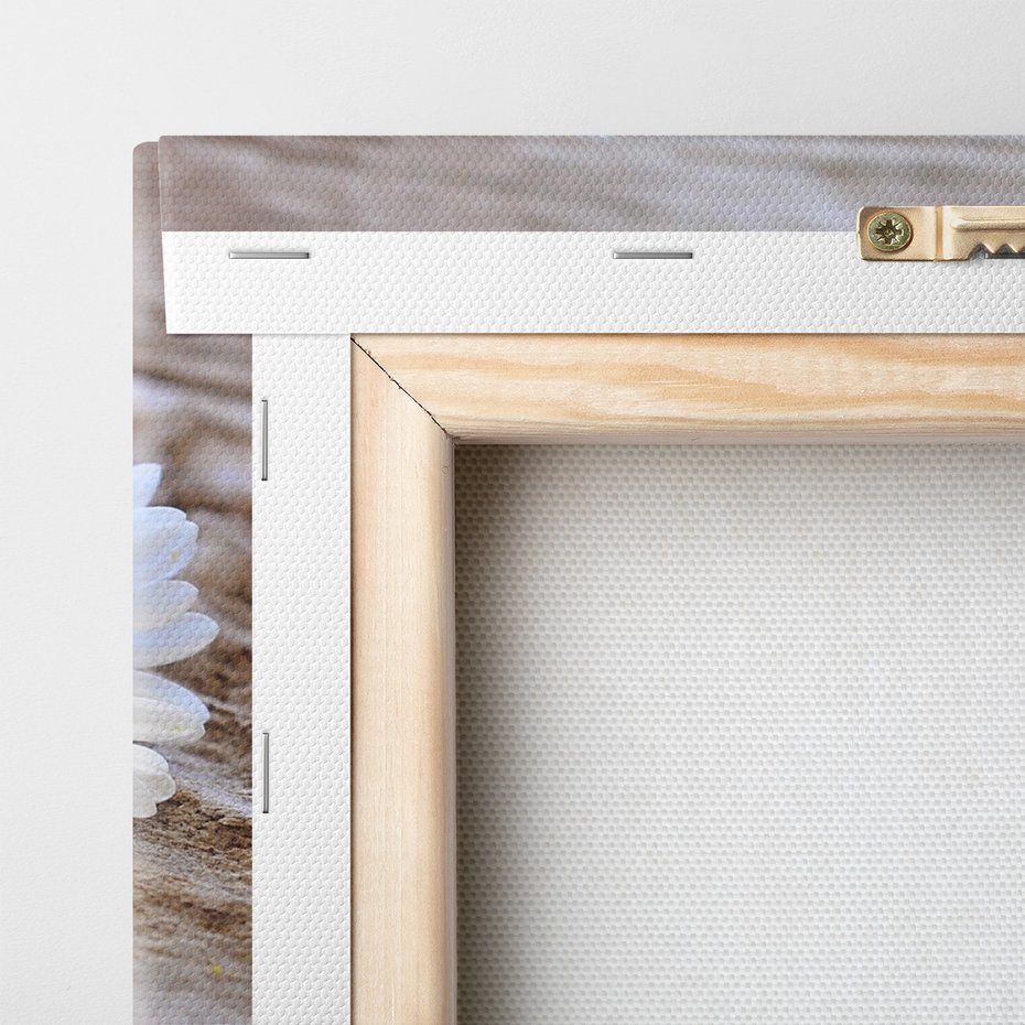 Obraz na płótnie - kwiaty, stokrotki, natura