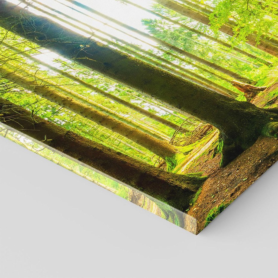 Obraz na płótnie - las, drzewa, przyroda