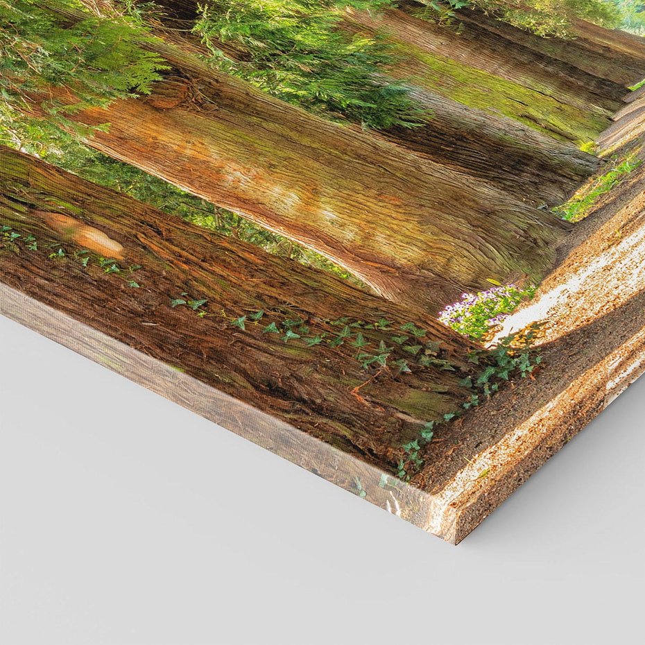 Obraz na płótnie - las, drzewa, ścieżka