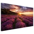 Obraz na płótnie - lawenda, pole, zachód słońca