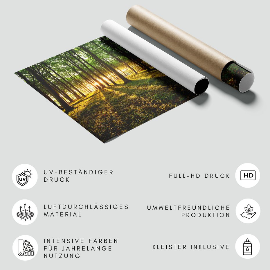 Fototapeta - las, drzewa, słońce