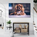 Obraz na płótnie - pies, portret, zwierzę