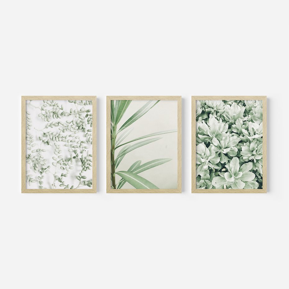 Zestaw obrazy w ramie, plakaty - liście, roślina, gałązka - rama drewno