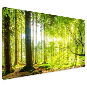 Obraz na płótnie - las, drzewa, przyroda