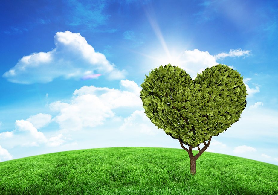 Fototapeta - drzewo, serce, natura
