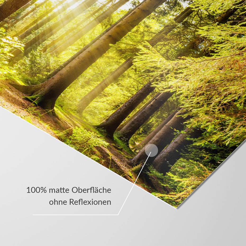 Fototapeta - las, drzewa, światło