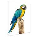 Obraz na płótnie - papuga, ara, egzotyczne