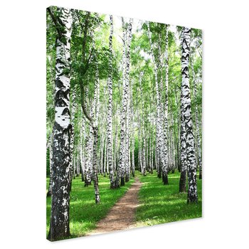Obraz na płótnie - las, brzozy, natura