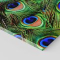 Obraz na płótnie - pawie pióra, pióra, abstrakcja