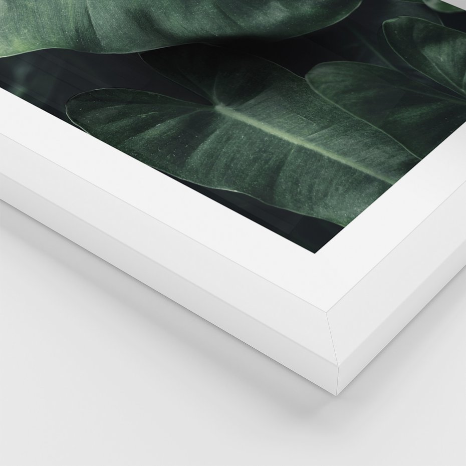 Zestaw obrazy w ramie, plakaty - liście, monstera, rośliny - rama biała