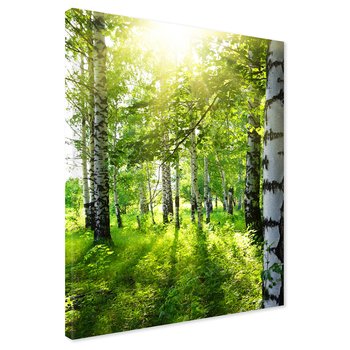 Obraz na płótnie - las, brzozy, natura