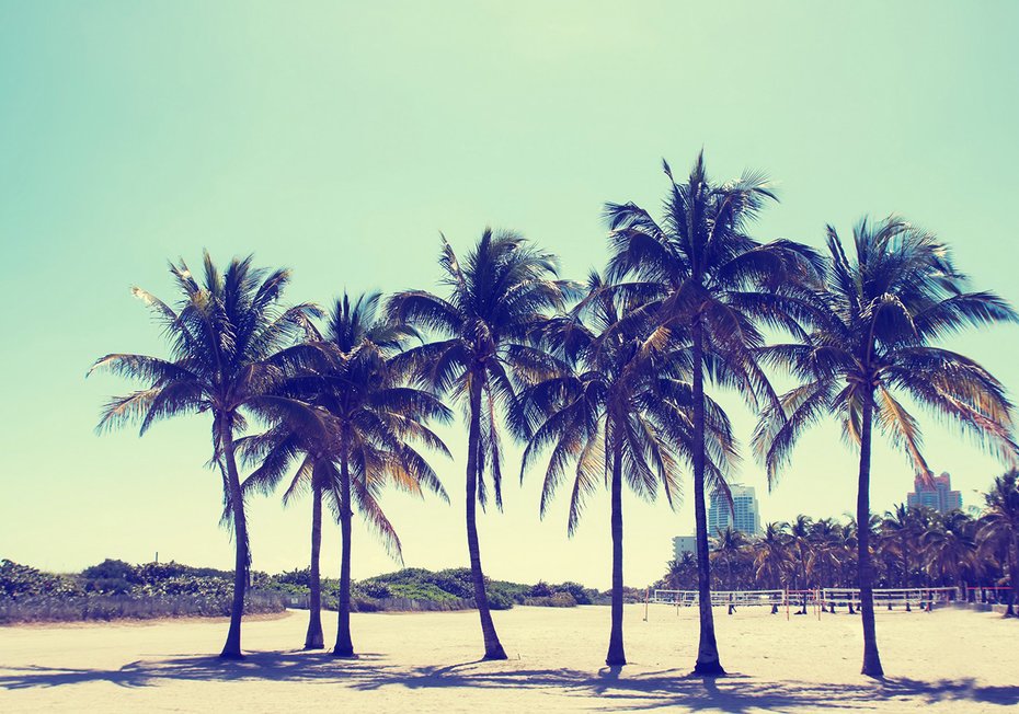 Fototapeta - palmy, plaża, niebo