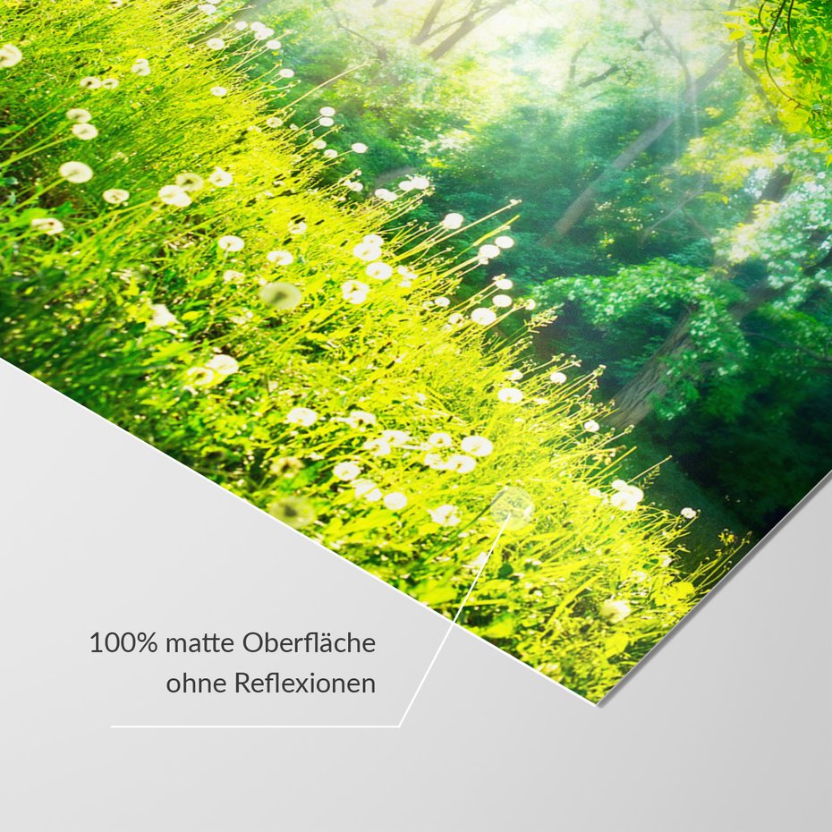 Fototapeta - las, wiosna, natura