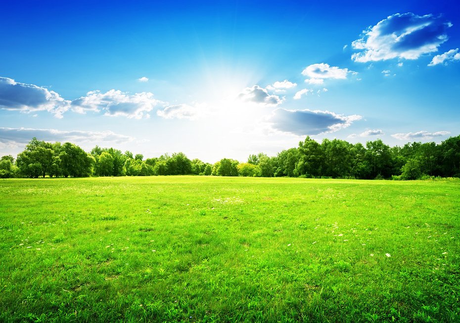 Fototapeta - krajobraz, łąka, drzewa