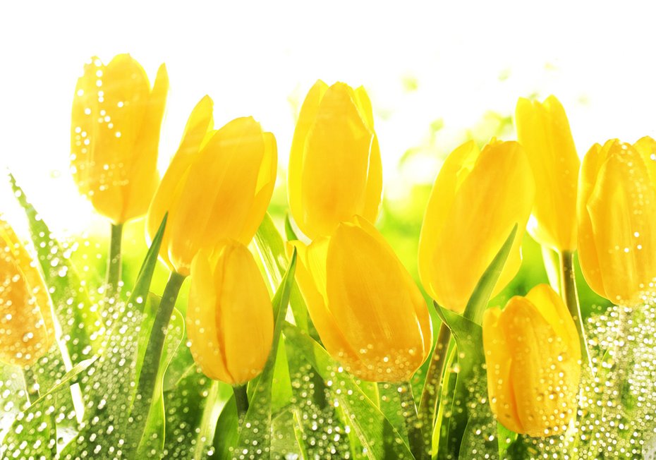 Fototapeta - tulipany, kwiaty, żółte