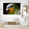 Obraz na płótnie - papuga, ptak, tropikalny