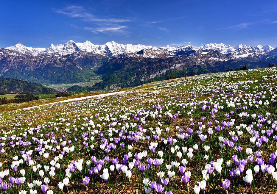 Fototapeta - góry, kwiaty, krajobraz