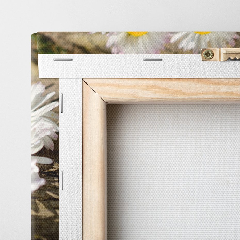 Obraz na płótnie - kwiaty, stokrotki, natura