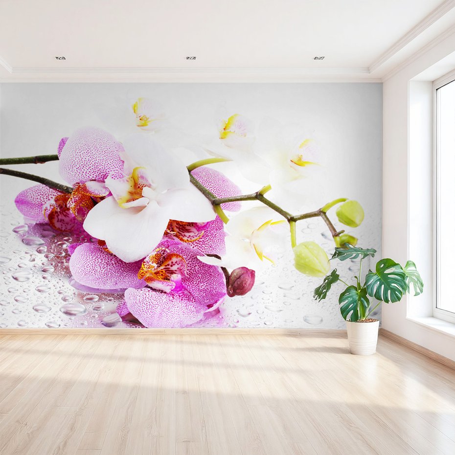 Fototapeta - kwiaty, orchidee, krople