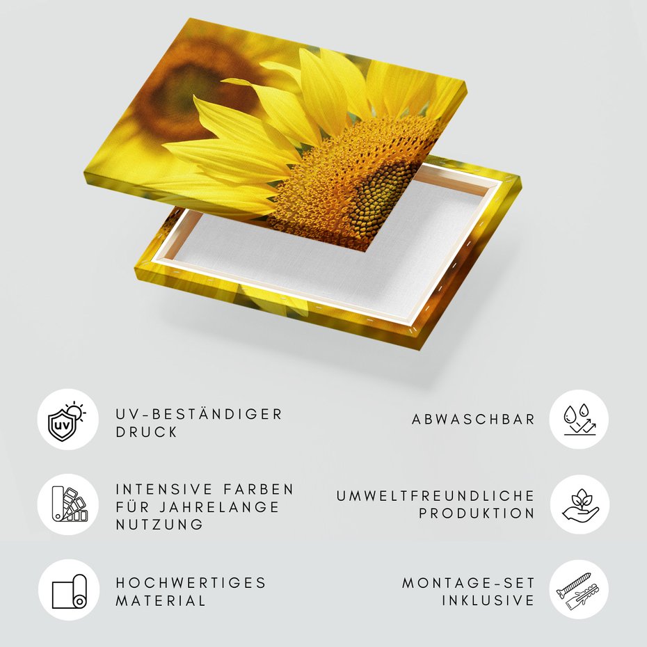 Obraz na płótnie - słonecznik, kwiat, żółty