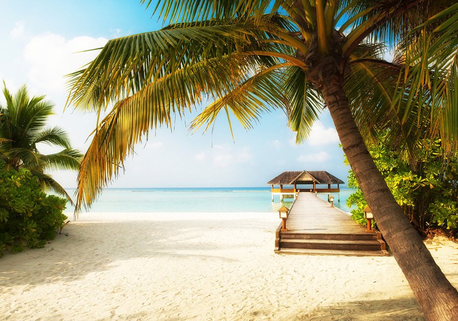 Fototapeta - plaża, palmy, morze