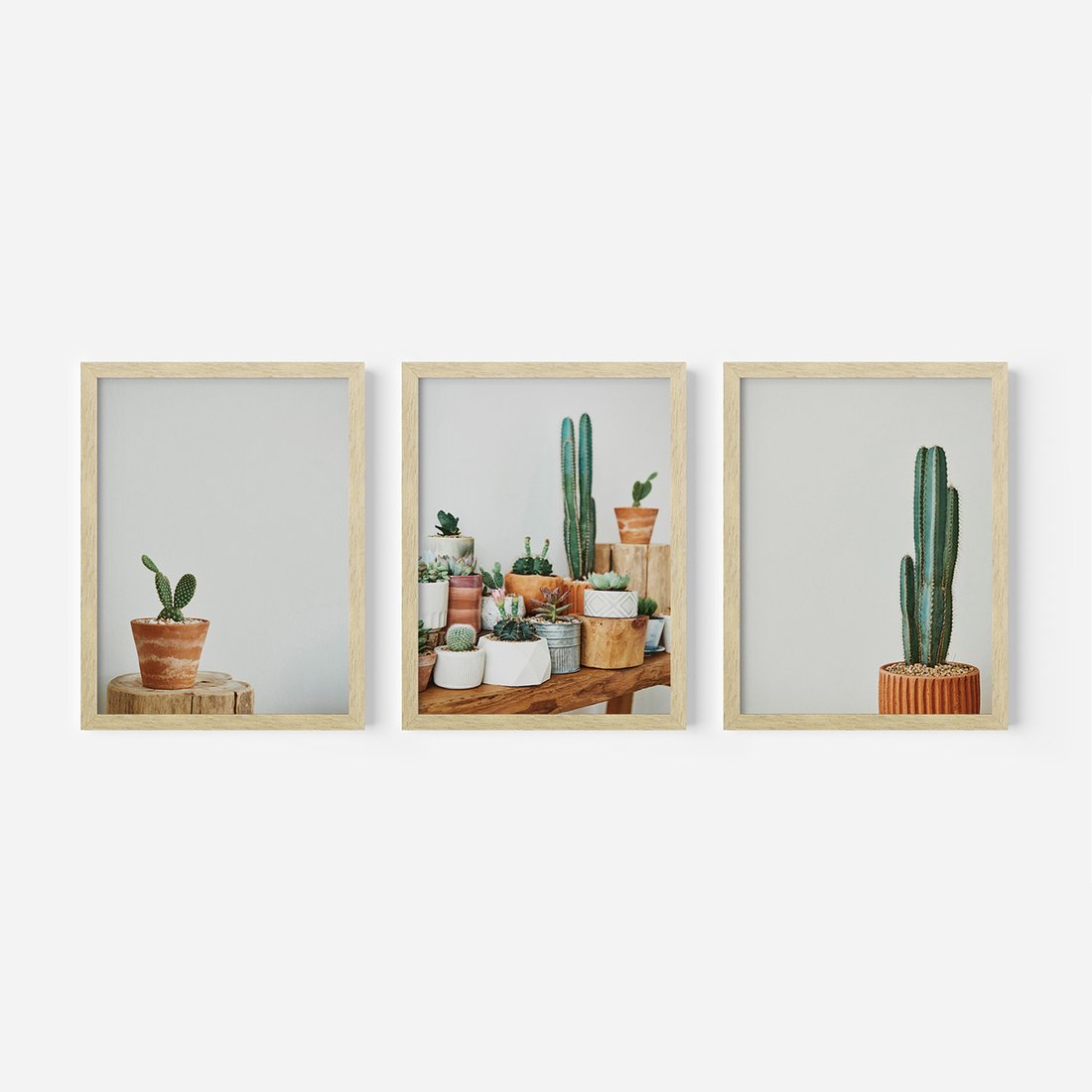 Zestaw obrazy w ramie, plakaty - kaktusy, sukulenty, rośliny - rama drewno