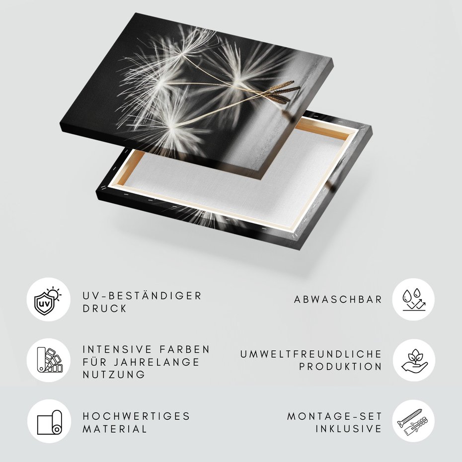 Obraz na płótnie - dmuchawiec, nasiona, natura