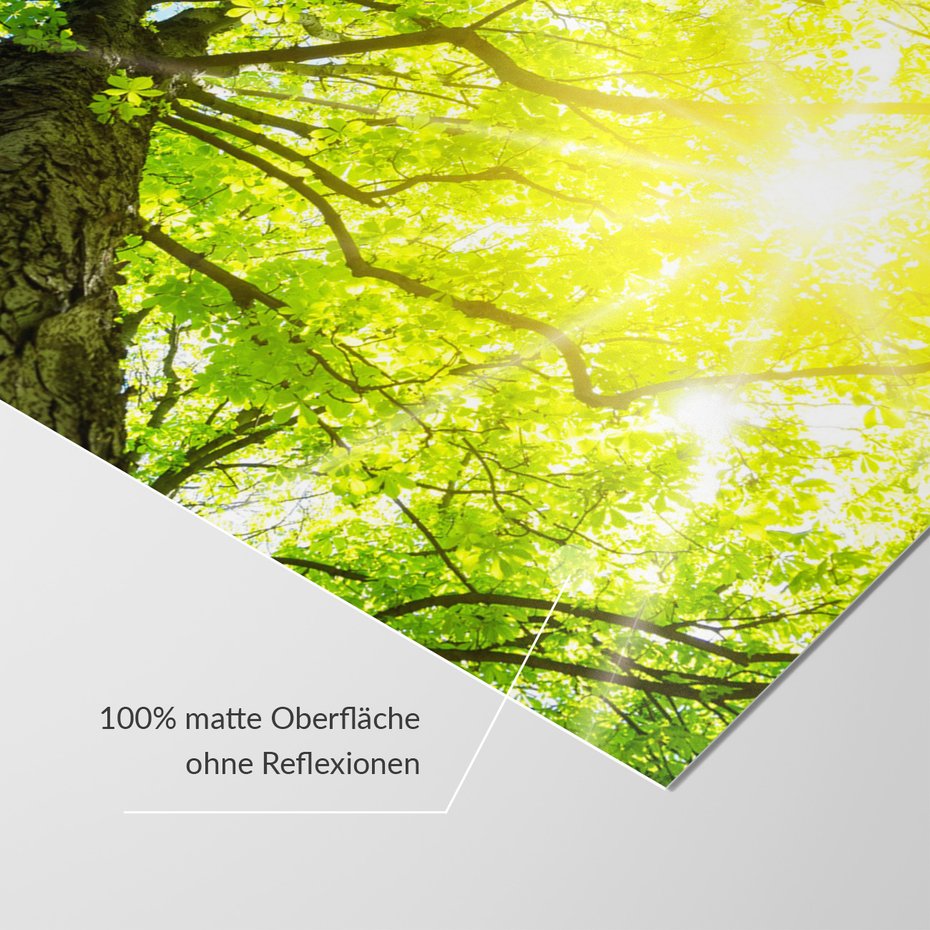 Fototapeta - las, drzewo, liście