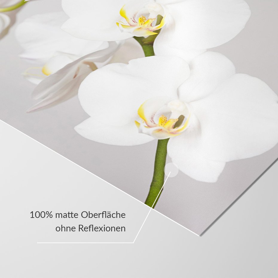 Fototapeta - kwiaty, orchidea, białe,
