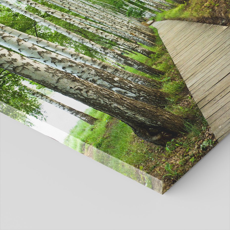 Obraz na płótnie - las, brzozy, ścieżka