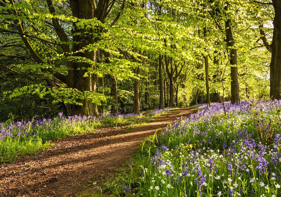 Fototapeta - las, kwiaty, ścieżka
