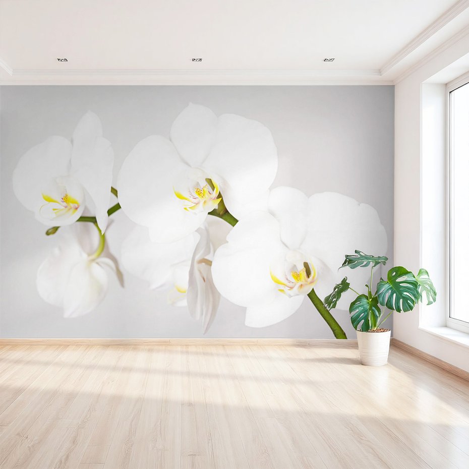 Fototapeta - kwiaty, orchidea, białe,