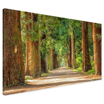 Obraz na płótnie - las, drzewa, ścieżka