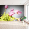 Fototapeta - tulipany, kwiaty, różowe