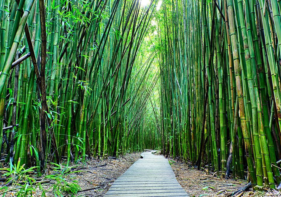 Fototapeta - bambus, las, ścieżka
