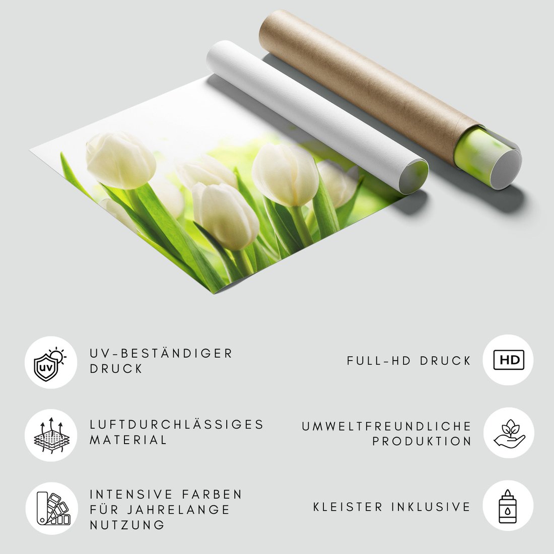 Fototapeta - tulipany, białe, kwiaty