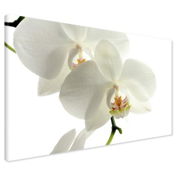 Obraz na płótnie - kwiaty, orchidee, białe,
