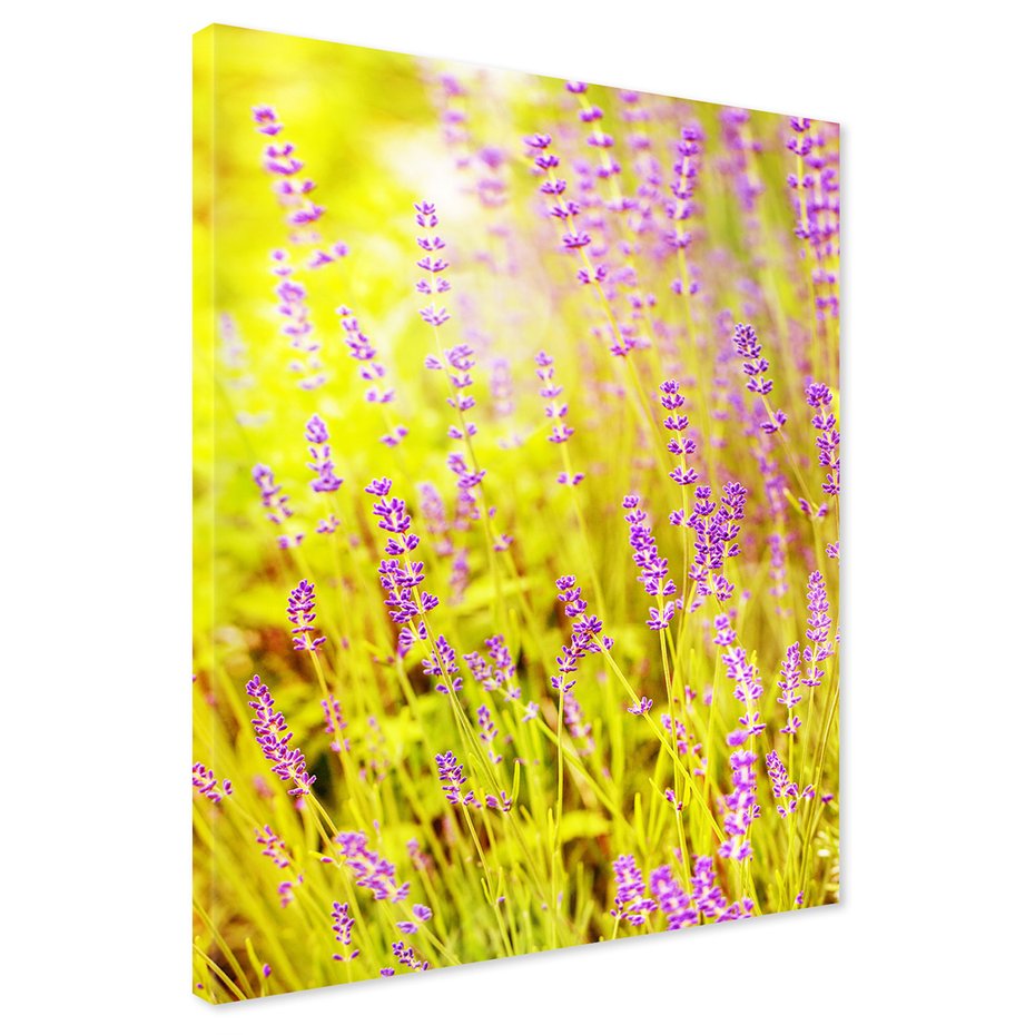 Obraz na płótnie - lawenda, kwiaty, natura